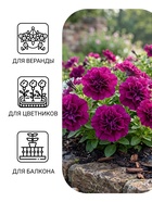 Семена цветов Петуния «Бургунди Каскадная», F1, махровая, 7 шт., «Семена Алтая» - Фото 3