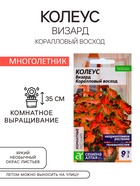 Семена комнатных цветов Колеус "Коралловый Восход", ц/п, 5 шт - Фото 1