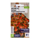 Семена комнатных цветов Колеус "Коралловый Восход", ц/п,  5 шт 2858857 - фото 16338052