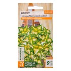 Семена комнатных цветов Колеус "Магический Нефрит", ц/п, 10 шт. - Фото 1