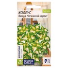 Семена комнатных цветов Колеус  "Магический Нефрит", ц/п,  10 шт. - Фото 3