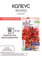 Семена комнатных цветов Колеус "Скарлет", ц/п, 5 шт. - Фото 1