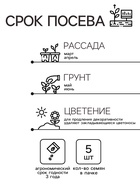 Семена комнатных цветов Колеус "Скарлет", ц/п, 5 шт. - Фото 2