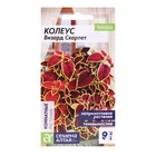 Семена комнатных цветов Колеус "Скарлет", ц/п, 5 шт. - Фото 5