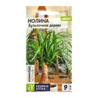 Семена комнатных цветов нолина «Бутылочное дерево», 3 шт. - Фото 1