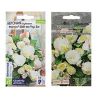 Семена цветов бегония «Вайт виз Роуз», 4 шт. - Фото 1