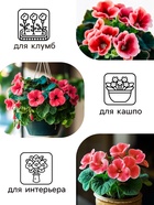 Семена комнатных цветов Глоксиния Аванти "Персиково-розовая", ц/п, F1, 8 шт. - Фото 3