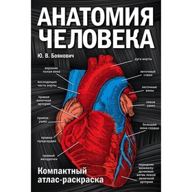 Анатомия человека: компактный атлас-раскраска. Боянович Ю. В.