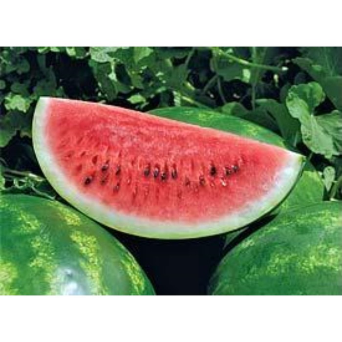 Арбуз барака описание сорта фото отзывы садоводов Арбуз барака описание сорта фото отзывы садоводов