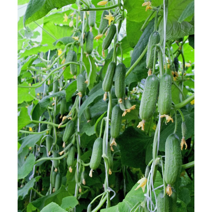 Сорта огурцов отзывы фото урожайность Сорта огурцов отзывы фото урожайность