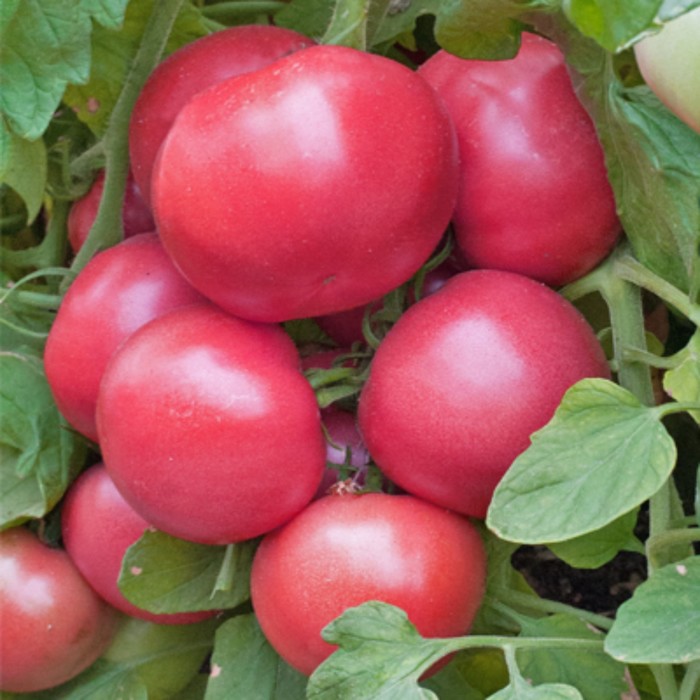 Розовые низкорослые томаты. Томат KS 38 f1. Томат Тойво f1. Томат Такадо f38 томат.
