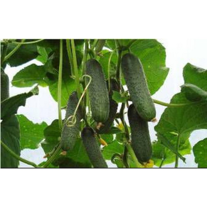 Огурцы кибрия фото Огурцы кибрия фото