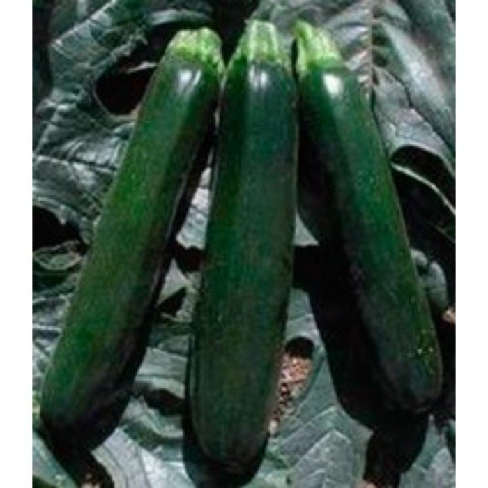Кабачок Кандела цуккини Сибирские сортовые семена 80792878 купить за 112 ₽ в инт