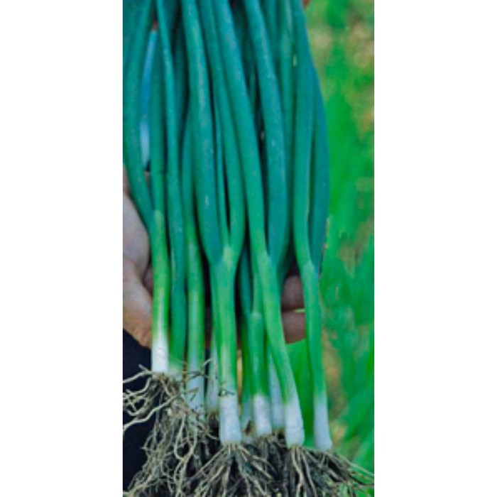 Купить Хорошие Семена Лука