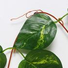 Лиана искусственная «Лист с полоской», 250 см, (в упаковке 5 шт.) - Фото 2