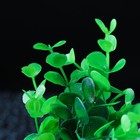 Растение искусственное аквариумное, 14 х 12 х 17 см - Фото 3
