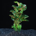 Растение аквариумное "в горшочке", 31 х 23 х 19 см - Фото 1