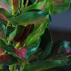 Растение аквариумное "в горшочке", 31 х 23 х 19 см - Фото 2