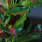 Растение аквариумное «В горшочке», 31×23×19 см - Фото 3