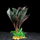 Растение аквариумное на камнях, 30 х 30 х 20 см - Фото 1