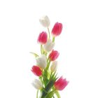 Фотообои "Цветы тюльпаны" С-049 (1 полотно), 95x220 см - фото 297958165