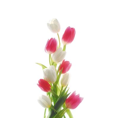 Фотообои "Цветы тюльпаны" С-049 (1 полотно), 95x220 см