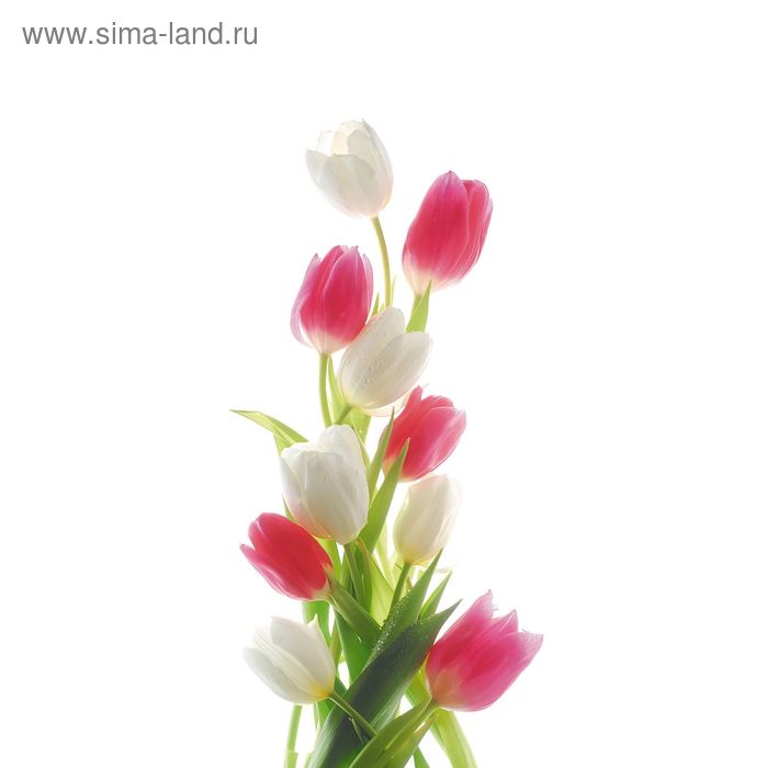 Фотообои "Цветы тюльпаны" С-049 (1 полотно), 95x220 см - Фото 1