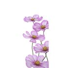 Фотообои "Сиреневые цветы" С-056 (1 полотно), 95x220 см - Фото 1