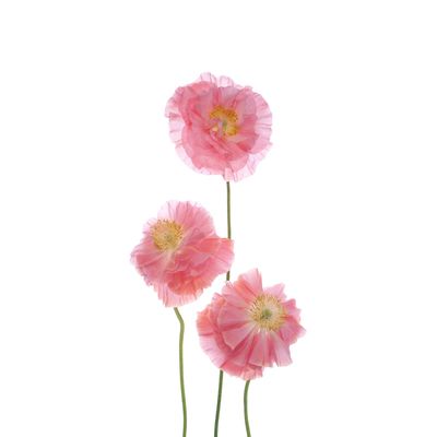 Фотообои "Нежные цветы" С-058 (1 полотно), 95x220 см