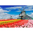Фотообои "Весная в Голландии" M 644 (2 полотна), 200х135 см - фото 297958396