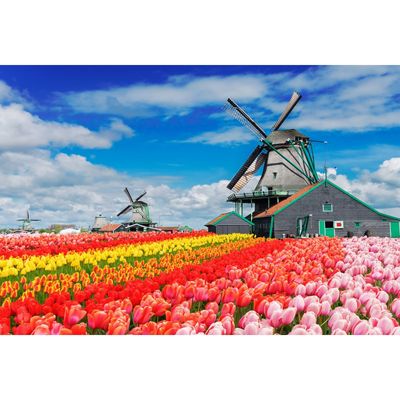 Фотообои "Весная в Голландии" M 644 (2 полотна), 200х135 см