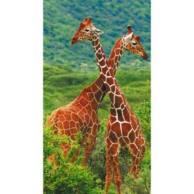 Фотообои "Жирафы" 1-А-109 (1 полотно), 150х270 см
