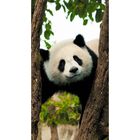 Фотообои "Панда" 1-А-117 (1 полотно), 150х270 см - Фото 1