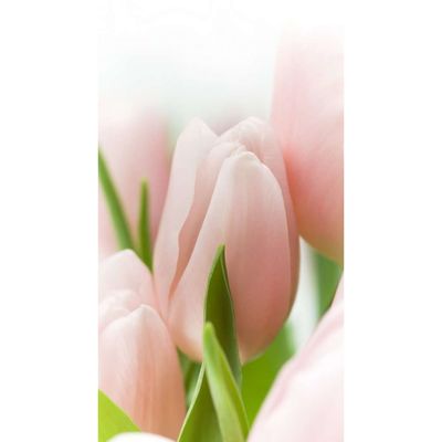 Фотообои "Розовые тюльпаны" 1-А-136 (1 полотно), 150х270 см