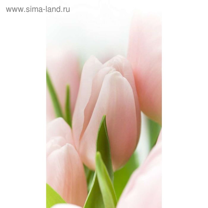 Фотообои "Розовые тюльпаны" 1-А-136 (1 полотно), 150х270 см - Фото 1