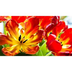 Фотообои "Красные тюльпаны" 2-А-250 (1 полотно), 270x150 см