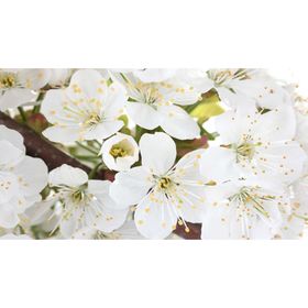 Фотообои "Белые цветы" 2-А-252 (1 полотно), 270x150 см