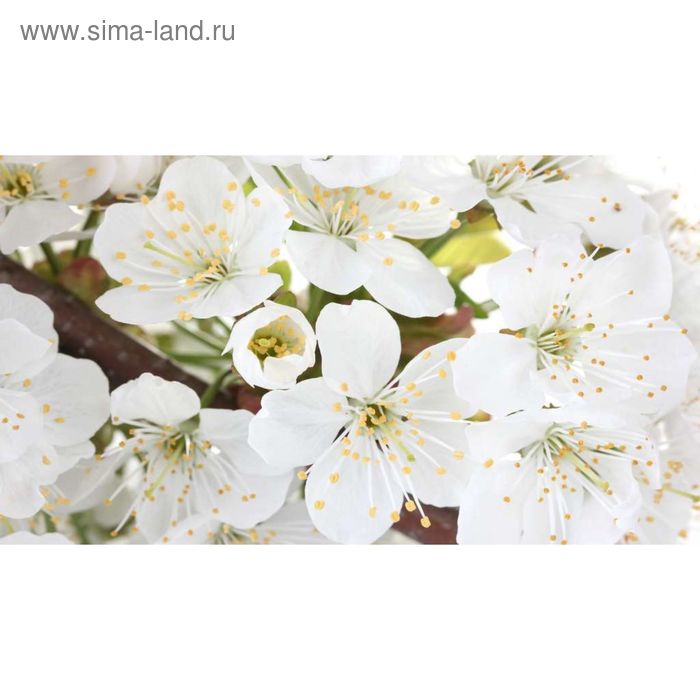 Фотообои "Белые цветы" 2-А-252 (1 полотно), 270x150 см - Фото 1