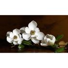Фотообои "Белые цветы. Натюрморт" 2-А-270 (1 полотно), 270x150 см - Фото 1
