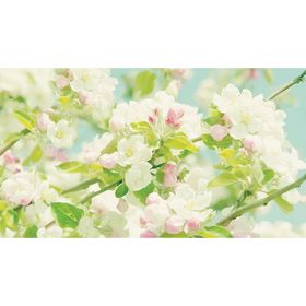 Фотообои "Цветение яблони" 2-А-284 (1 полотно), 270x150 см