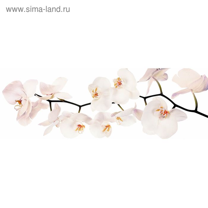Фотообои "Белая орхидея" 3-А-310 (1 полотно), 440x150 см - Фото 1