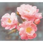 Фотообои "Цветущая ветка. Весна" 6-А-610 (2 полотна), 300x270 см - фото 297959494