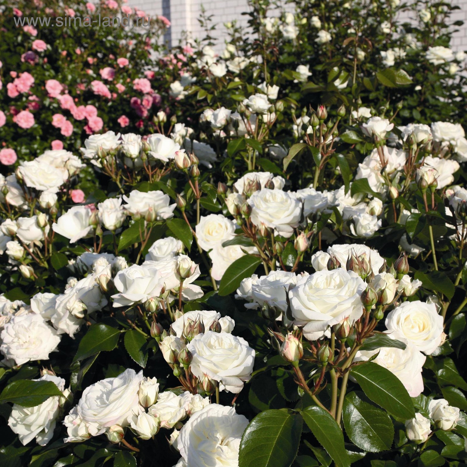 Алабастер энциклопедия. Алабастер энциклопедия. Алабастер энциклопедия. Алабастер энциклопедия. Алабастер энциклопедия.