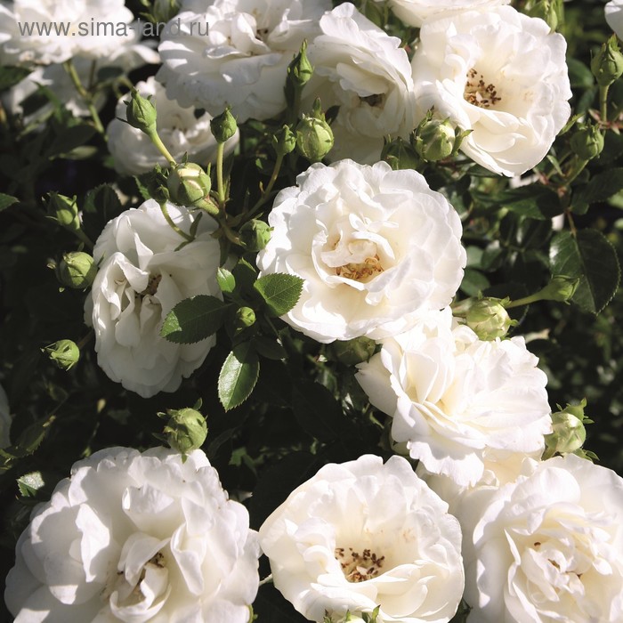 Саженец Роза плетистая Шнеевальцер - купить с доставкой по выгодным ценам в инте