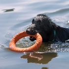 Кольцо «ДогЛайк» D-2611, 8-мигранное, большое, ⌀ 30.5 см - Фото 6