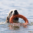 Кольцо «ДогЛайк» D-2611, 8-мигранное, большое, ⌀ 30.5 см - Фото 7