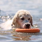 Кольцо «ДогЛайк» D-2611, 8-мигранное, большое, ⌀ 30.5 см - Фото 8