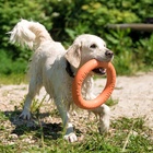 Кольцо «ДогЛайк» D-2611, 8-мигранное, большое, ⌀ 30.5 см - Фото 9