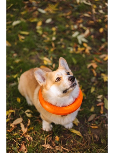 Кольцо «ДогЛайк» D-2612, 8-мигранное, среднее ⌀ 28.5 см