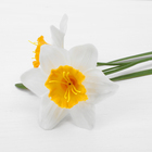 Цветок искусственный "Нарцисс Тазетта" 47 см, белый - Фото 2